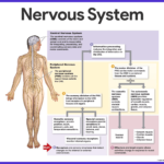 Examples of Nerve Functions and Disorders Explained examples of nerve functions and disorders explained