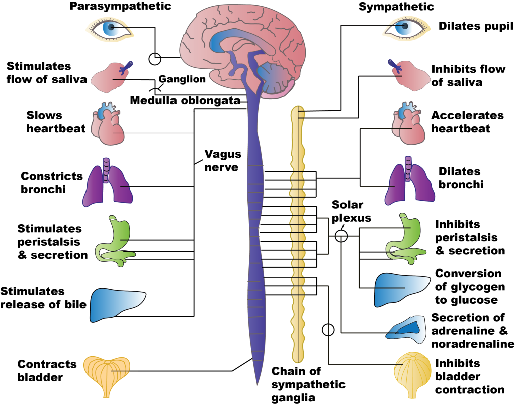 examples of nervous system receptors and their functions