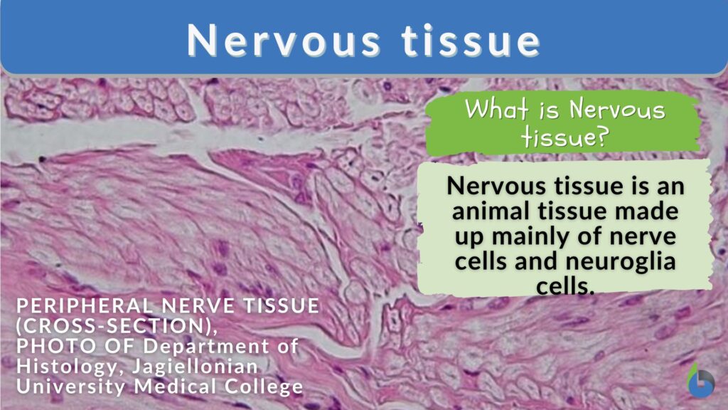 examples of nervous tissue and its functions explained