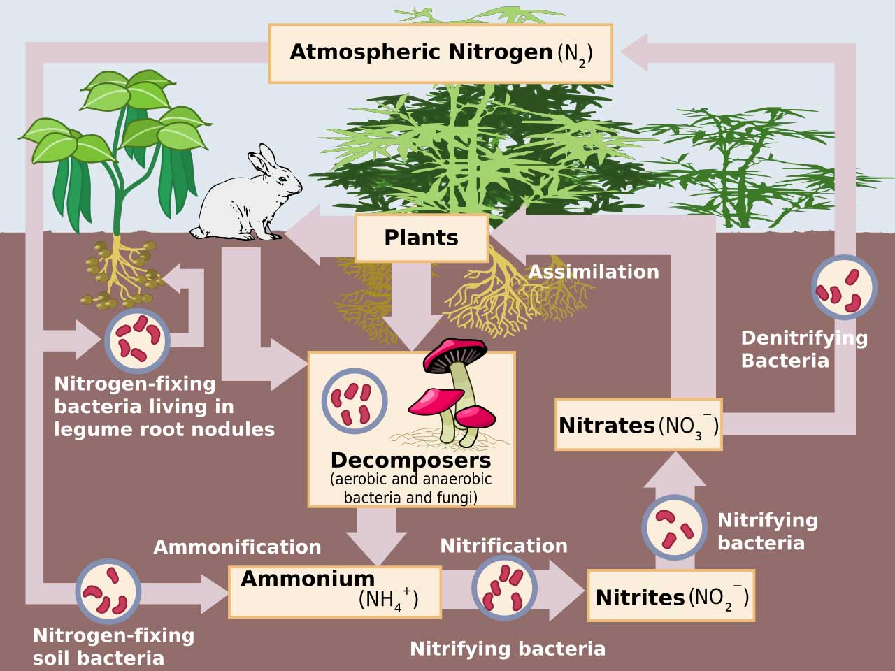 examples of nitrogen cycle stages explained