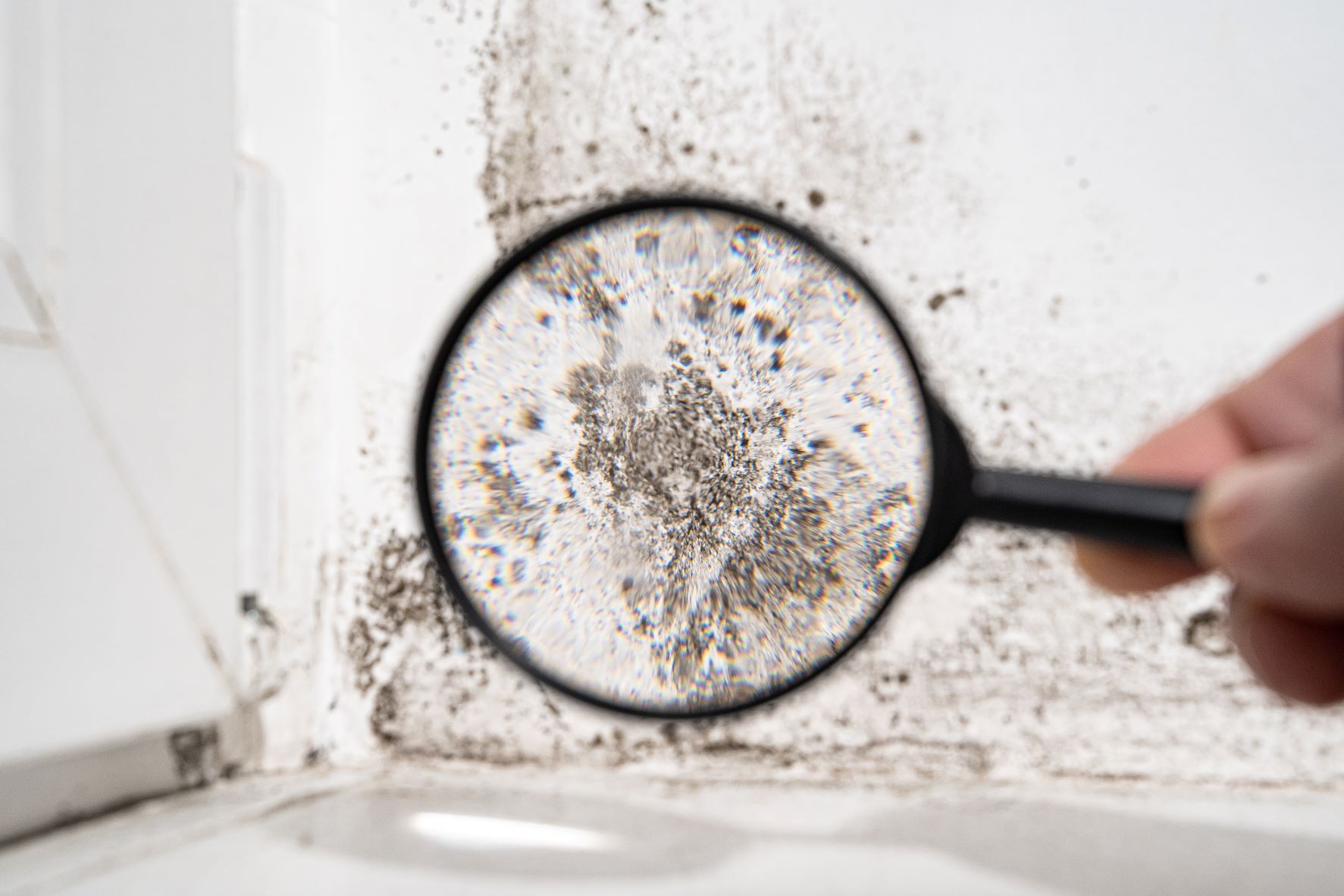 examples of non toxic black mold and its benefits