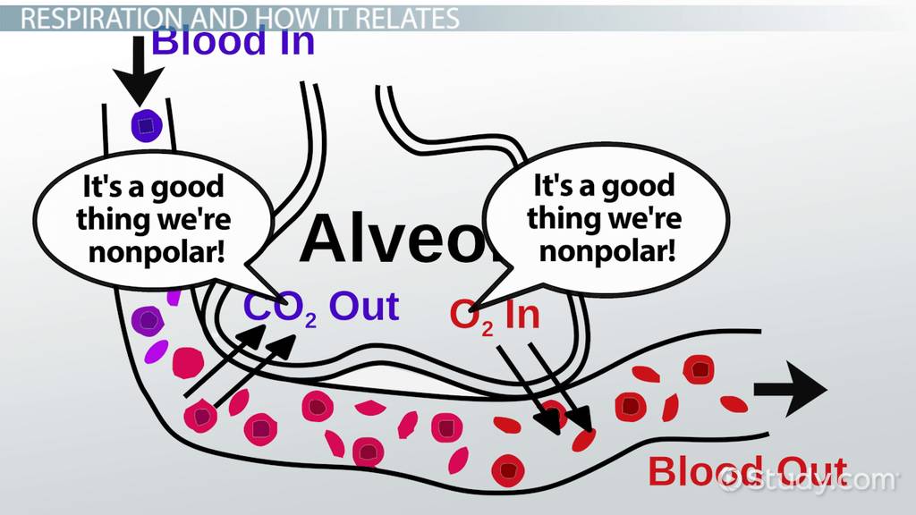 examples of nonpolar molecules in chemistry and everyday life