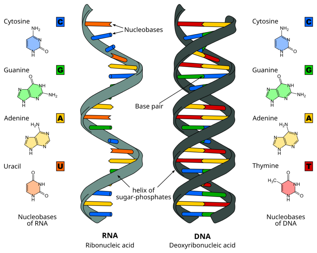 examples of nucleic acid structure dna and rna explained