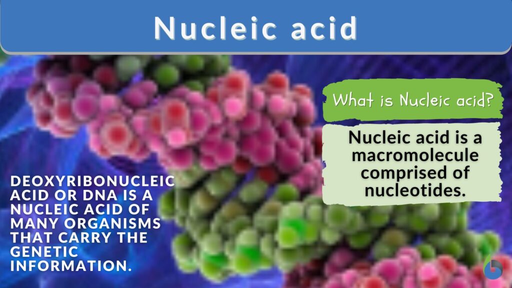 examples of nucleic acids what you need to know