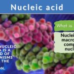 examples of nucleic acids what you need to know