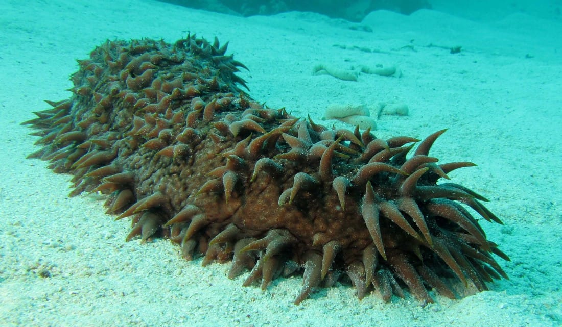 examples of ocean decomposers in marine ecosystems