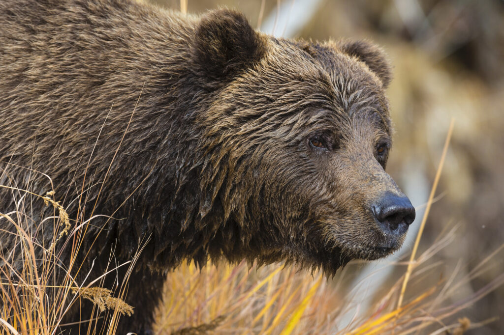 examples of omnivore animals in nature