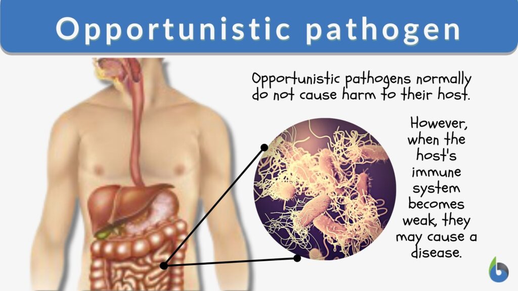 examples of opportunistic infections and their impact