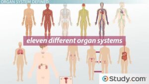 Organ System House Example Examples of Organ Systems Essential for Health