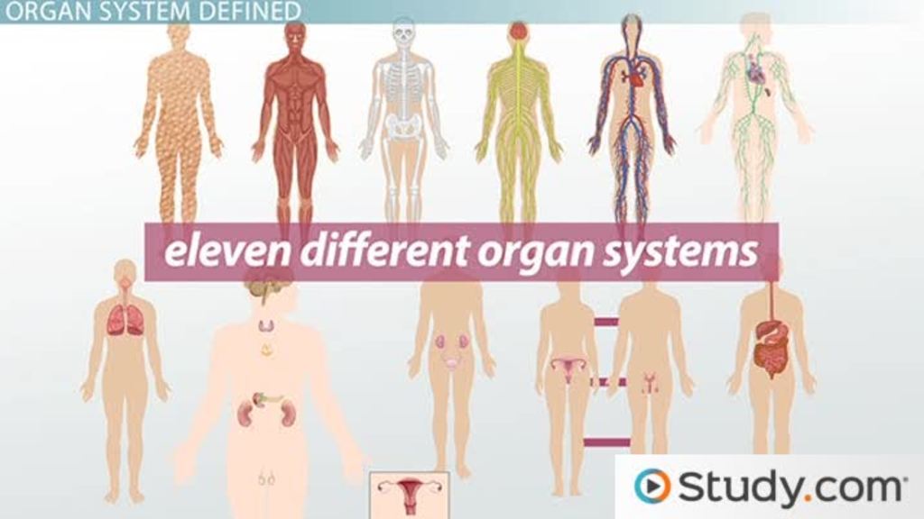 examples of organ systems essential for health