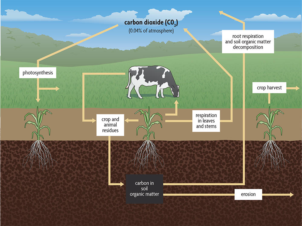 examples of organic matter for healthy soil fertility