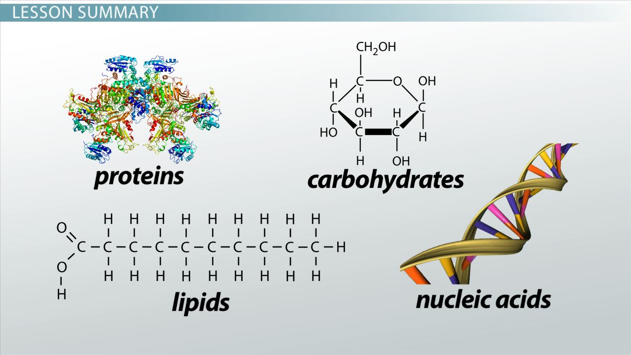 examples of organic molecules key types explained