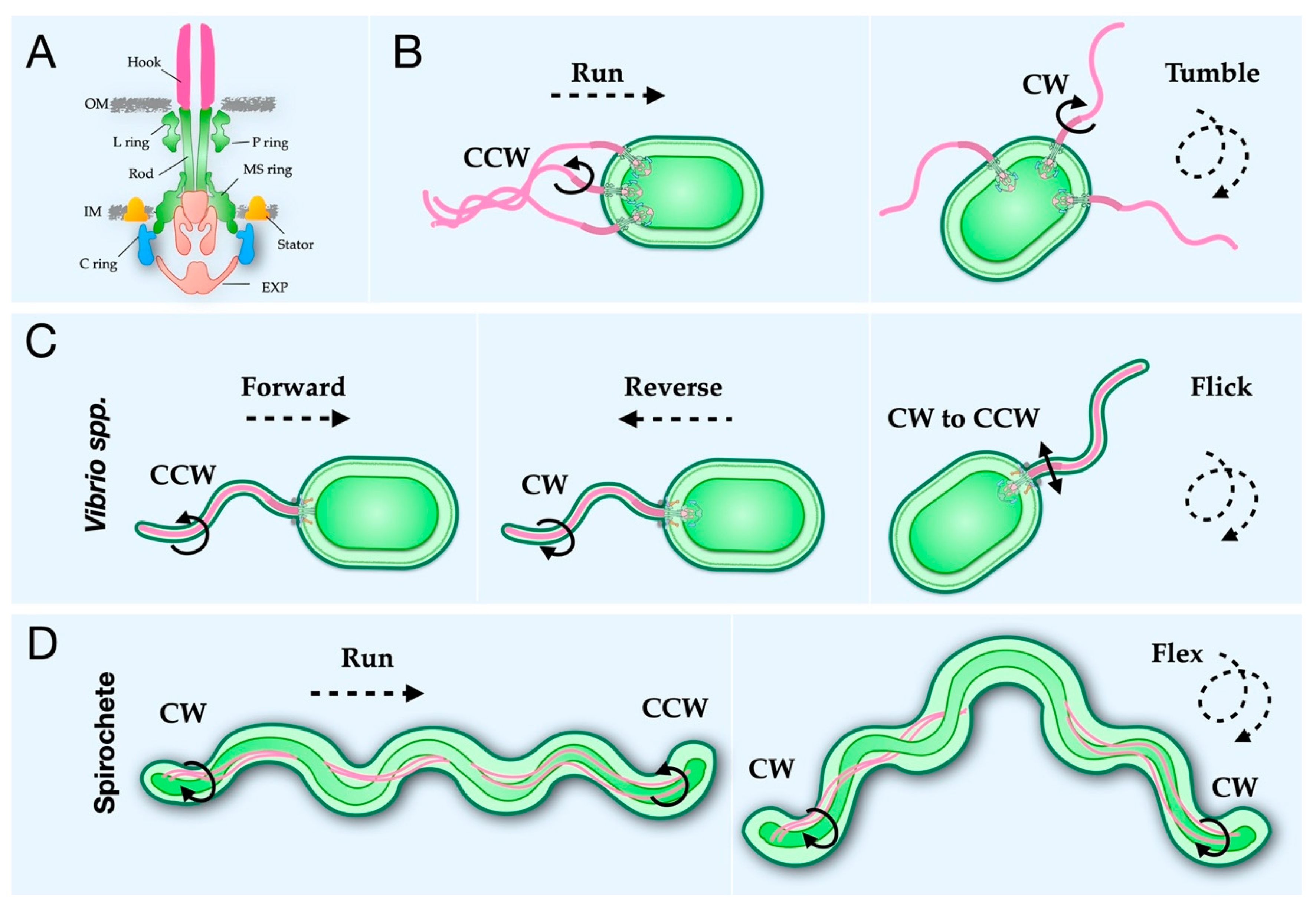 examples of organisms that use flagella to cause gastric ulcers