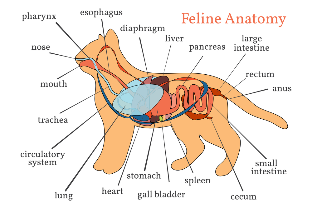 examples of organs found in animals a fascinating overview