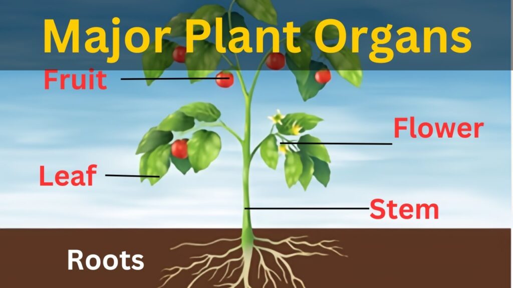 examples of organs found in plants and their functions