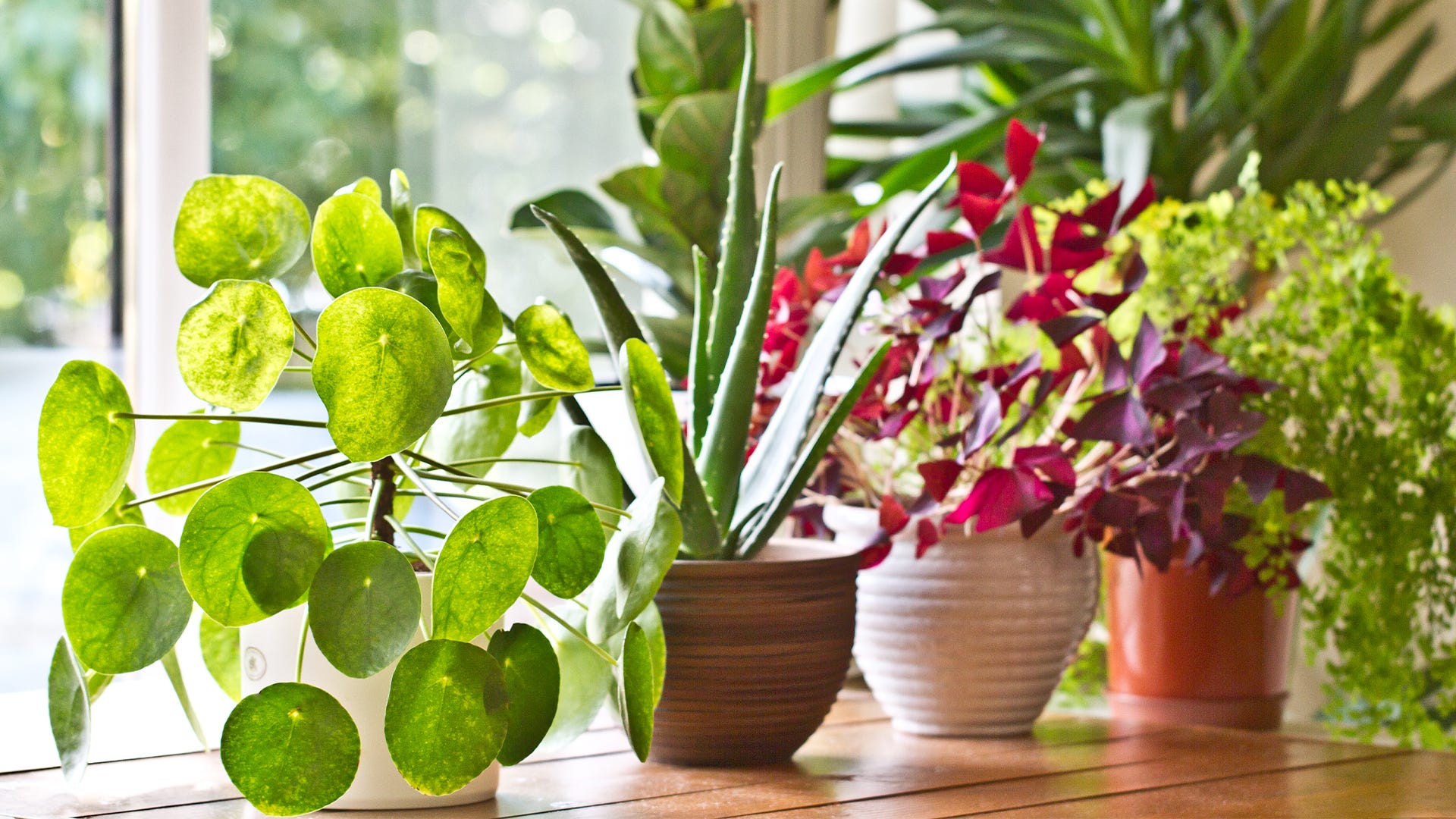 examples of ornamental plants for your home decor 1
