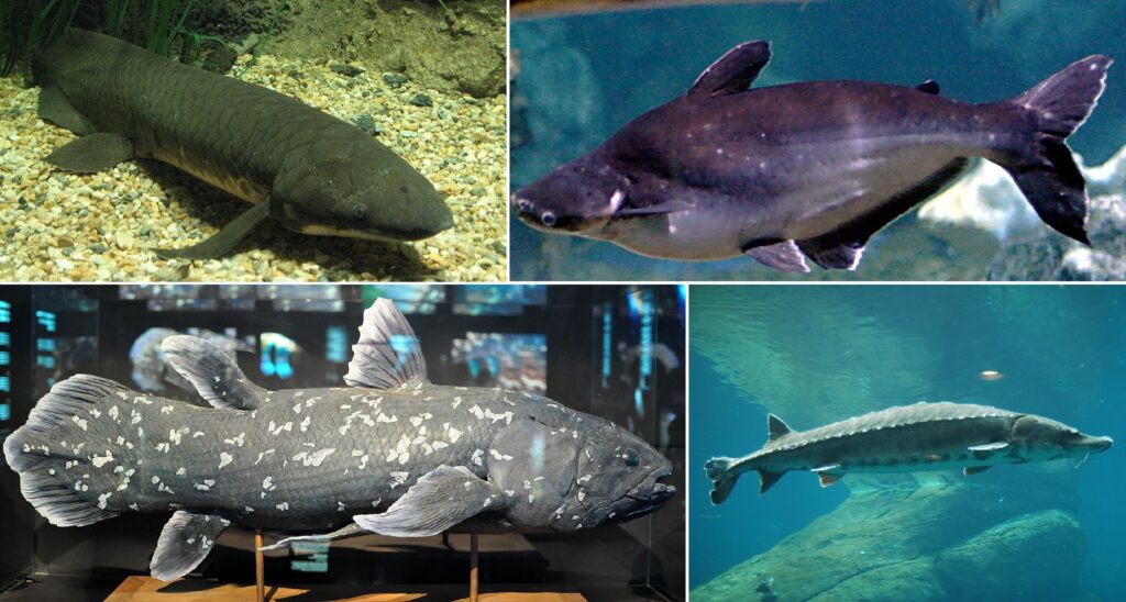 examples of osteichthyes in aquatic ecosystems