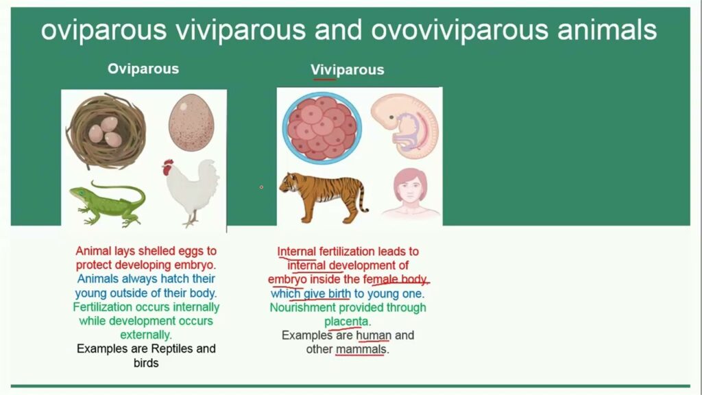examples of ovoviviparous vs viviparous animals