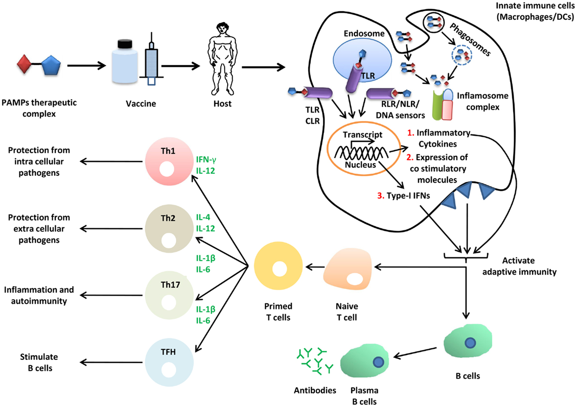 examples of pamp biology in immune response