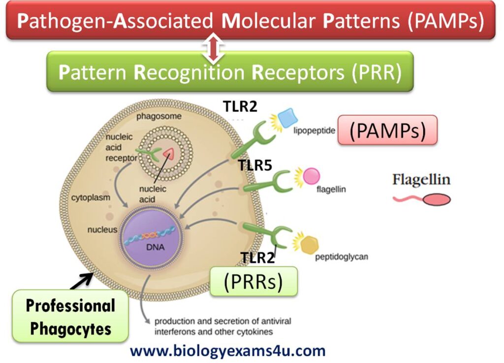examples of pathogen associated molecular patterns explained