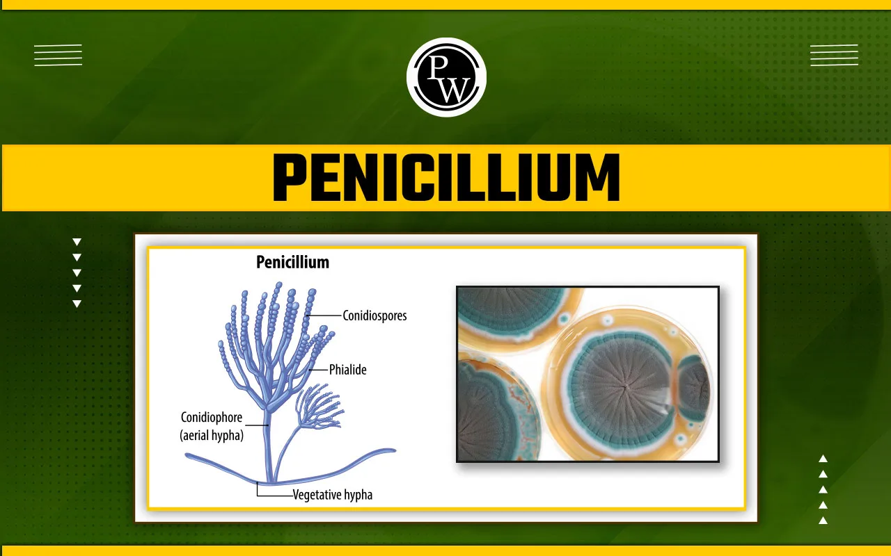 examples of penicillium and its impact on health and food