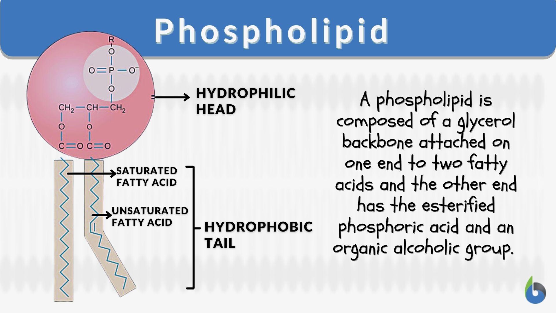 examples of phospholipids which of these is a phospholipid