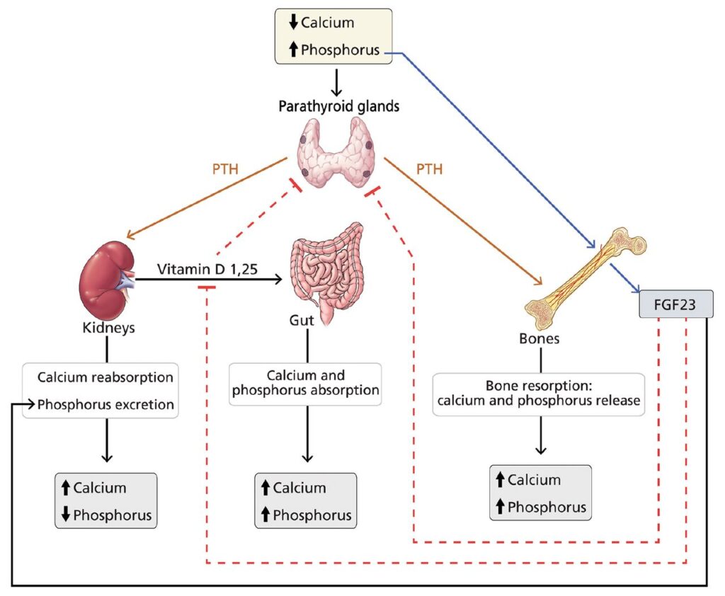 examples of phosphorus binders for kidney health