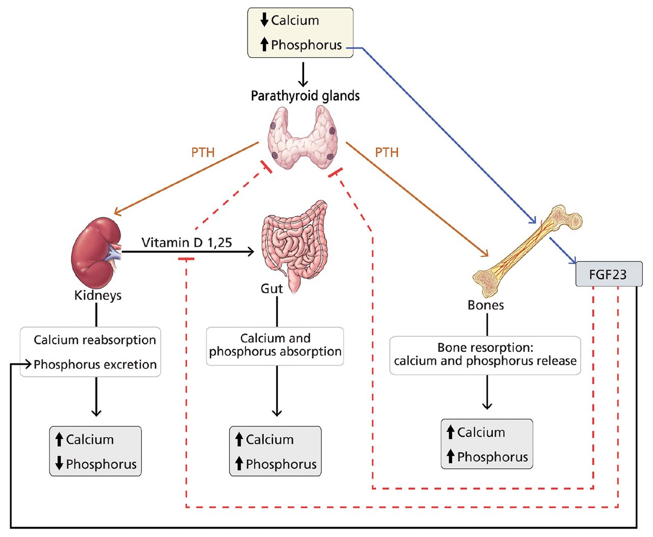 examples of phosphorus binders for kidney health