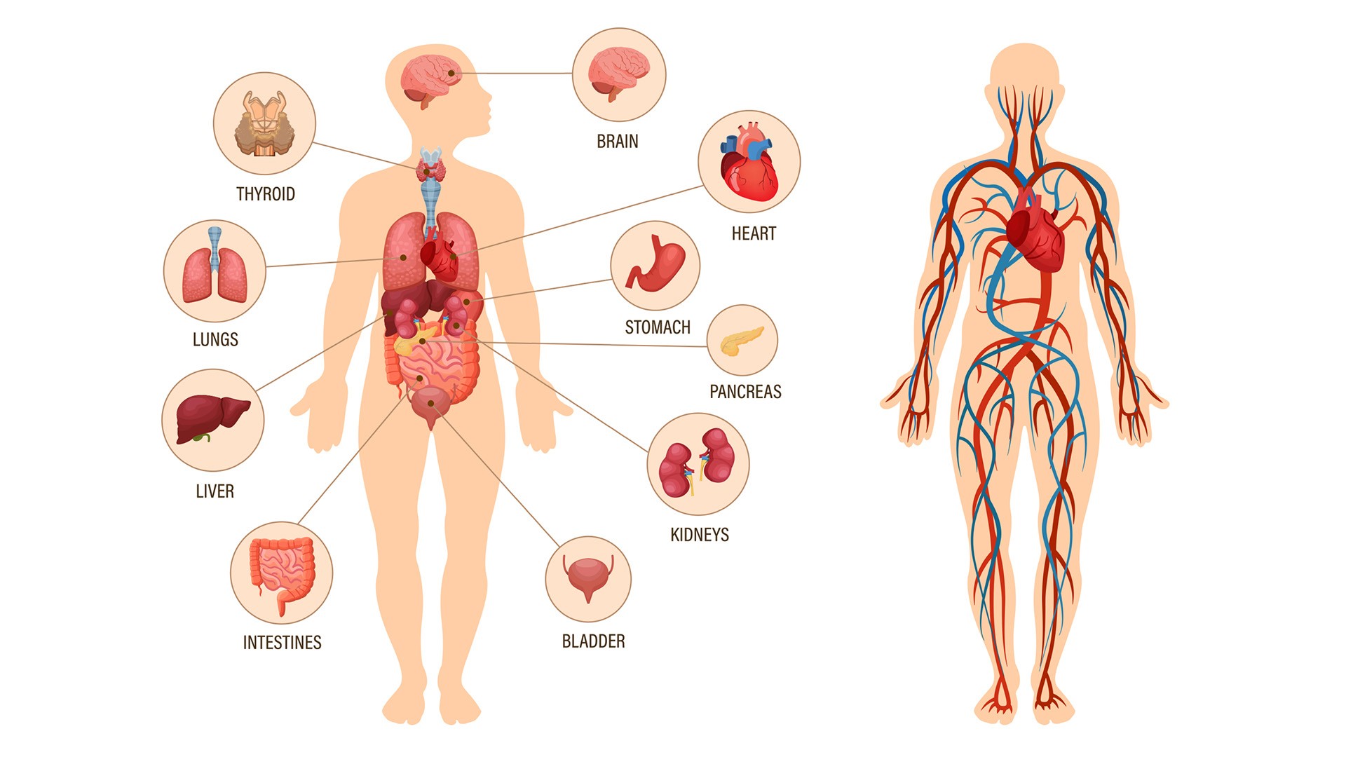 examples of physiology how our bodies function
