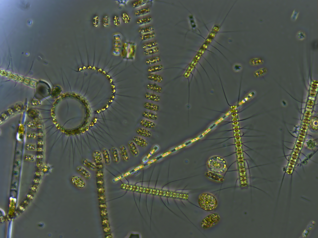 examples of phytoplankton in ocean ecosystems