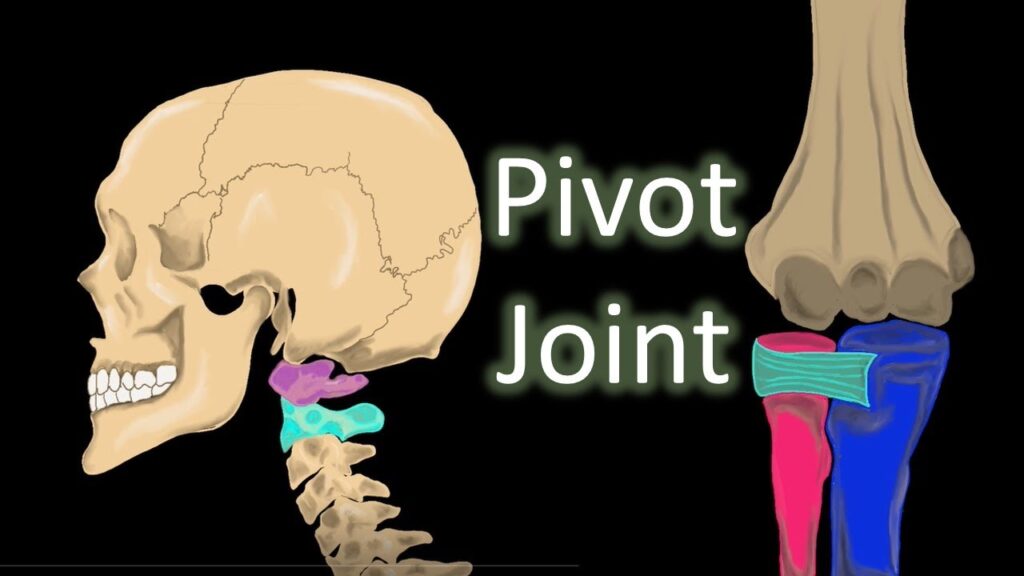 Examples Of Pivot Joints And Their Functions
