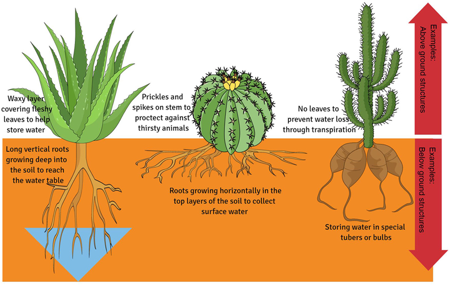 examples of plant adaptations in extreme environments