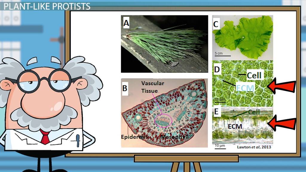 examples of plant like protists and their ecological roles
