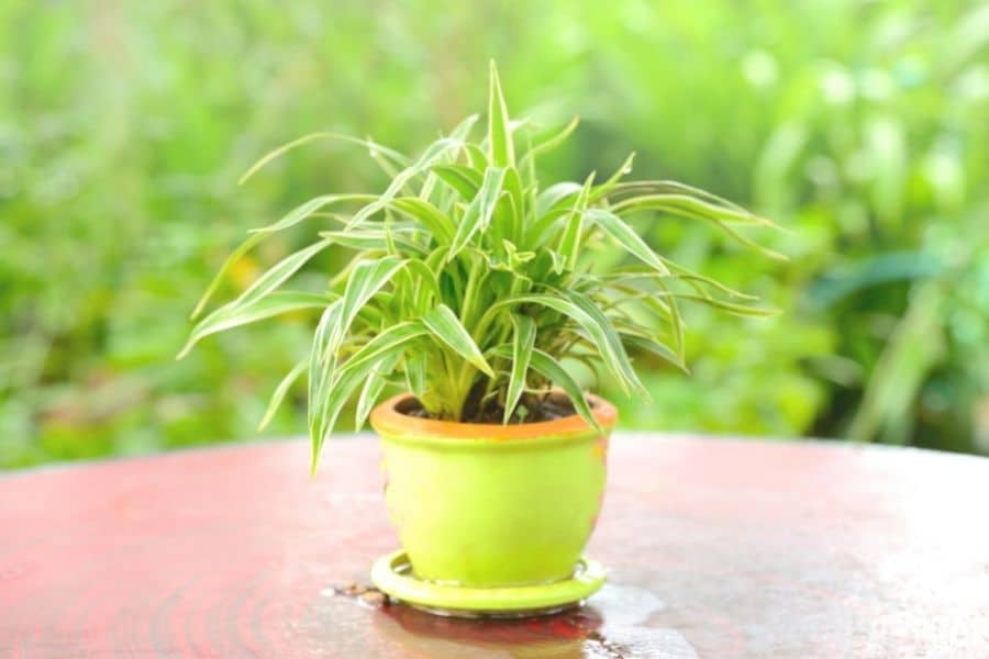 examples of plants growing towards higher humidity levels