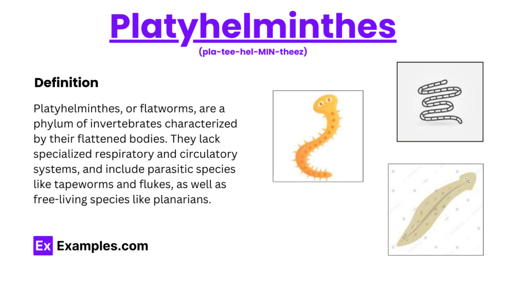 examples of platyhelminthes characteristics explained