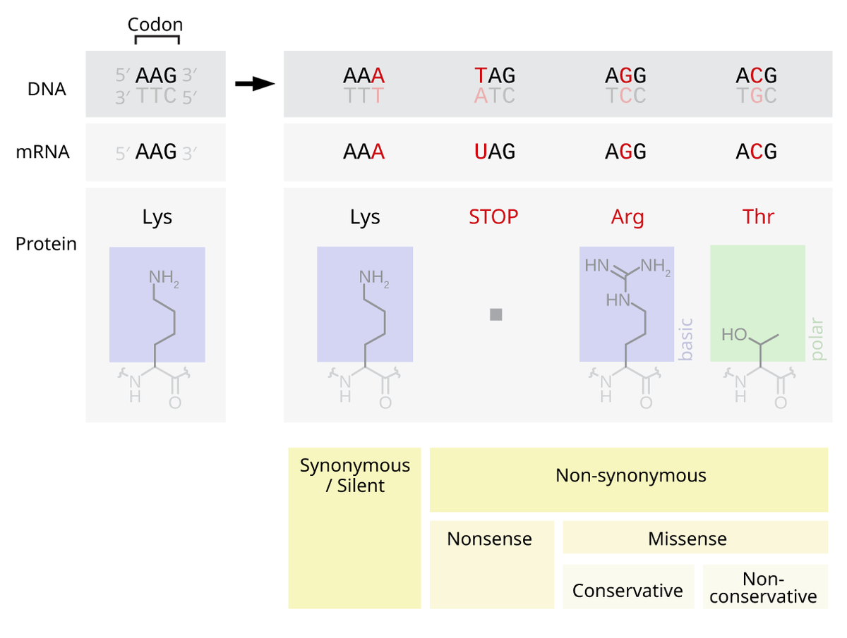 examples of point mutation and their impact on health