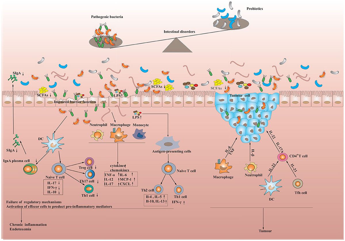 examples of polysaccharides and their health benefits