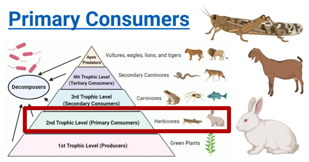 examples of primary consumers in ecosystems explained