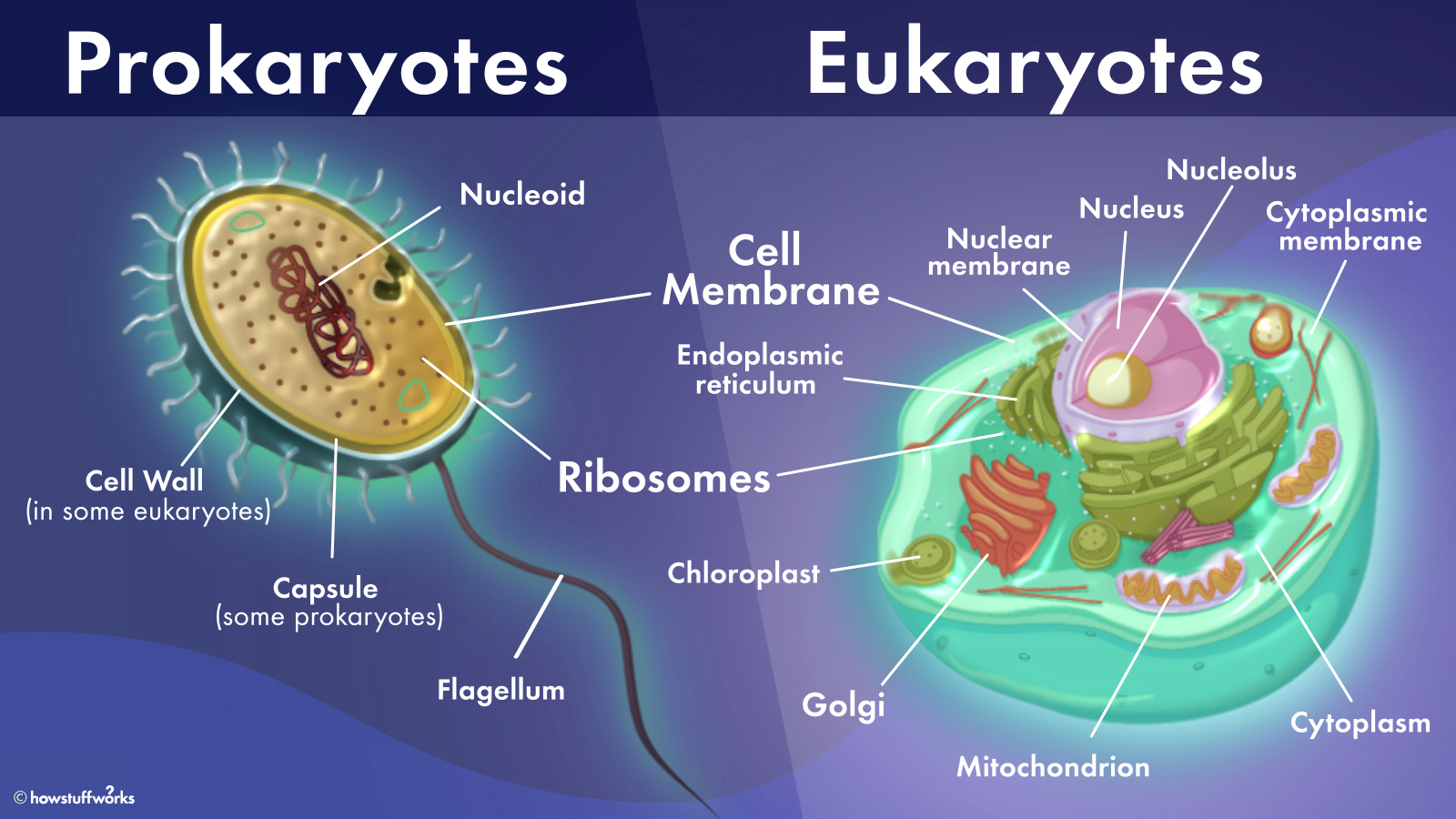 examples of prokaryotes vs eukaryotes explained