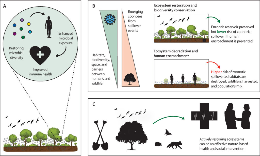 examples of protection restoration efforts explained scaled