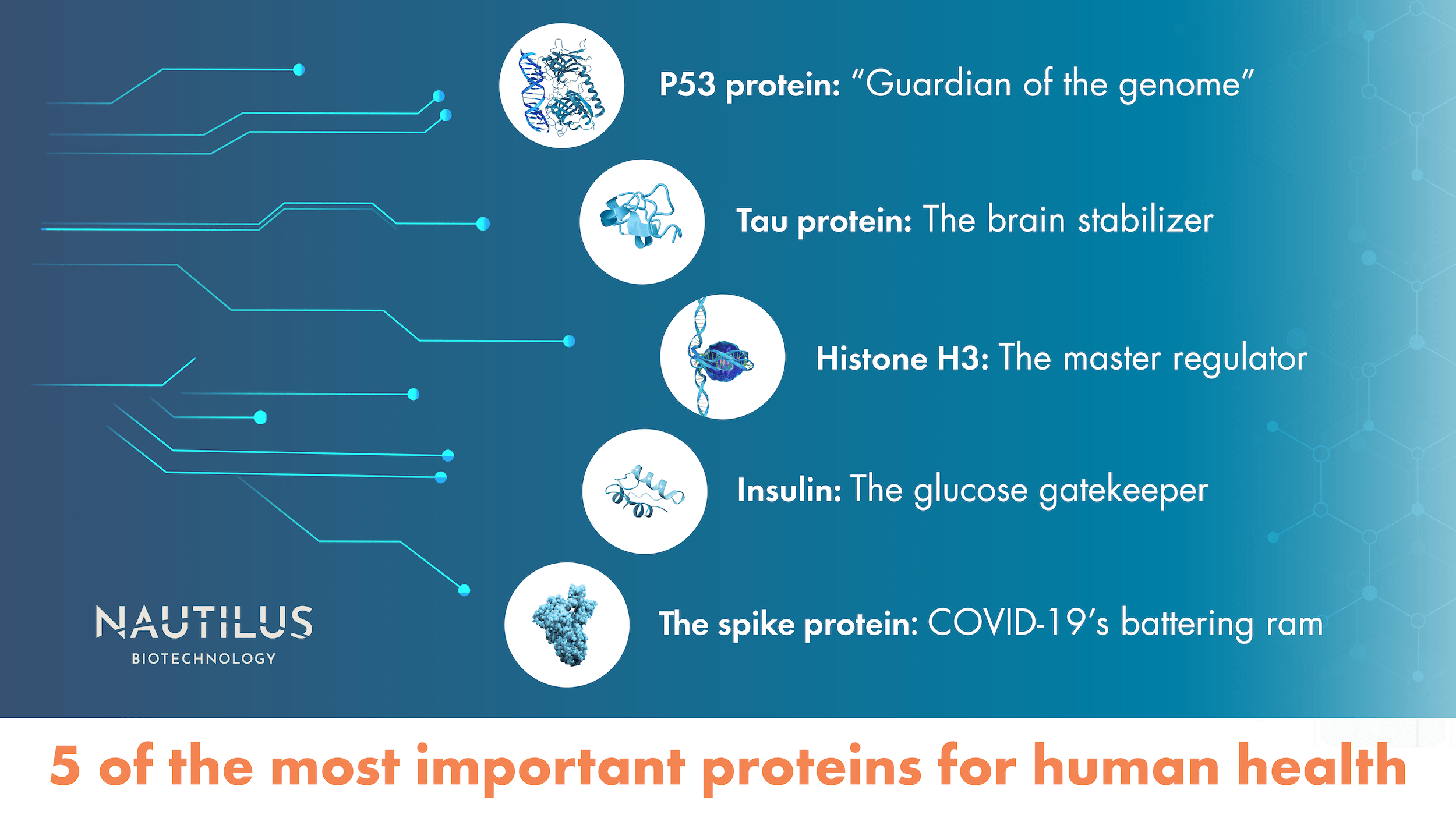 examples of protein molecules in human health
