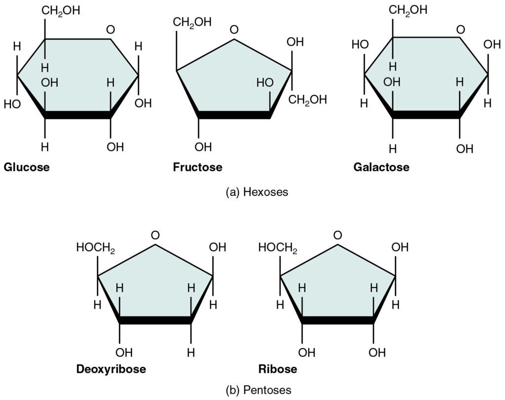 examples of protein monomers and their biological importance