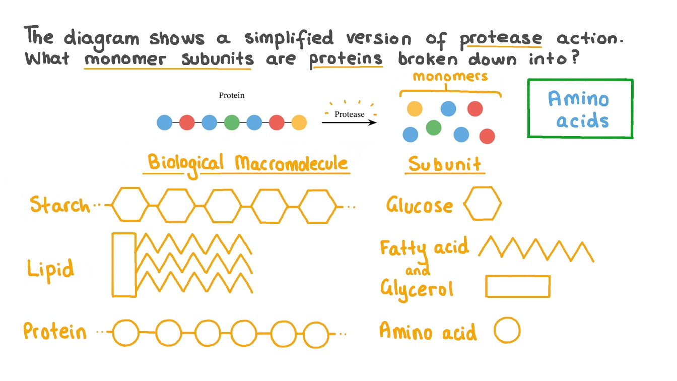 examples of protein monomers and their functions