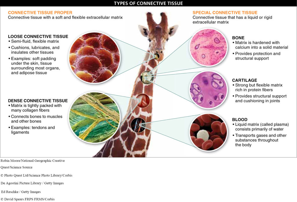 examples of proteins in the connective tissues of the foot