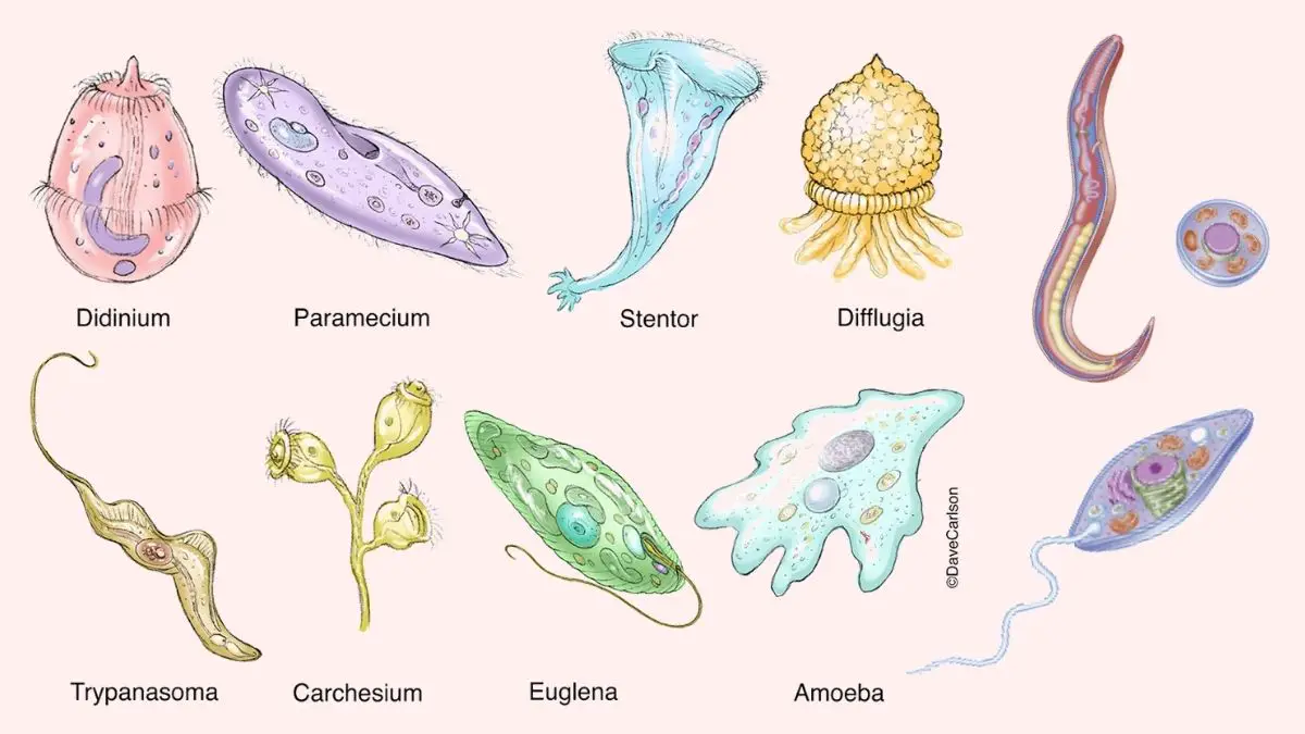 examples of protozoa and their ecological roles