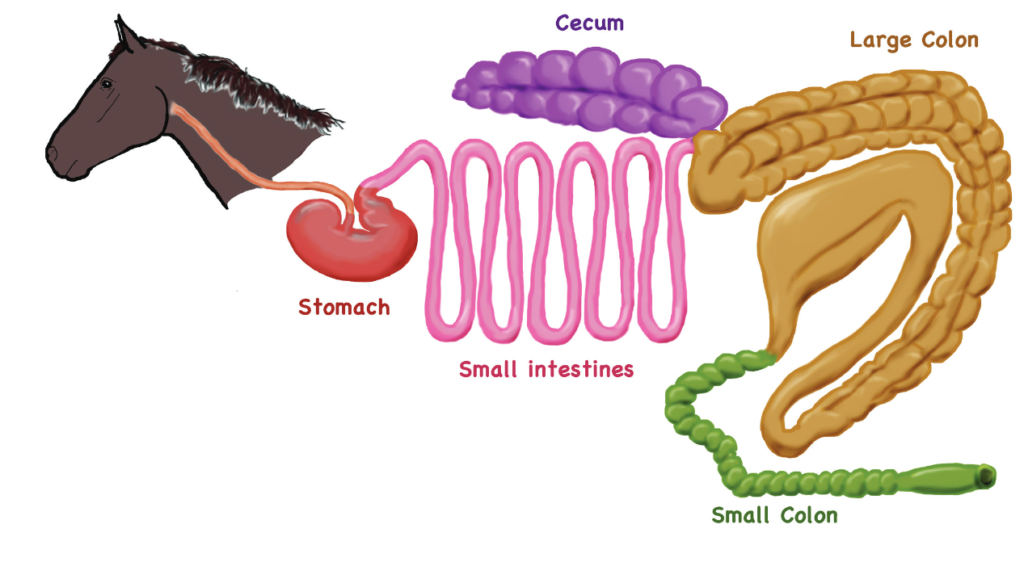 examples of pseudo ruminant digestive system in animals