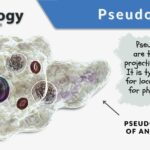 Examples of Pseudopods: Functions and Types Explained examples of pseudopods functions and types explained