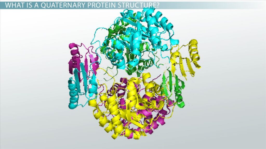 examples of quaternary structure in proteins