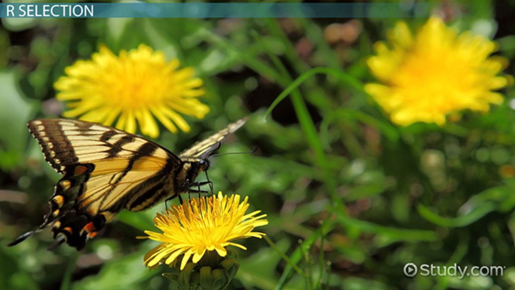 examples of r selected species and their ecological roles