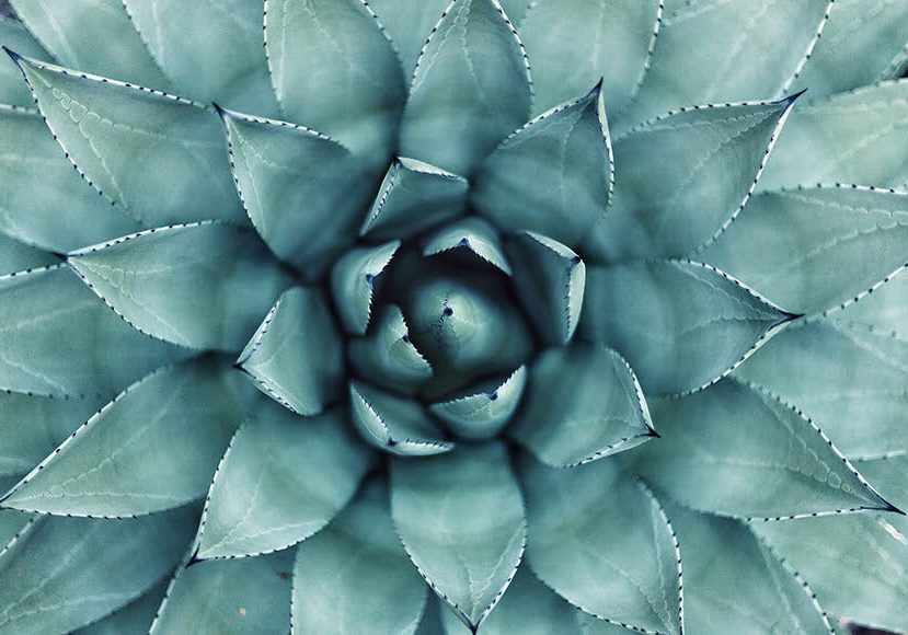 examples of radial balance in design and nature